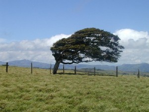 tree-in-wind