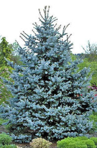 hoops-blue-spruce